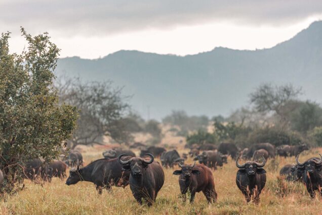 3 Days Tsavo West Salt Lick Safari