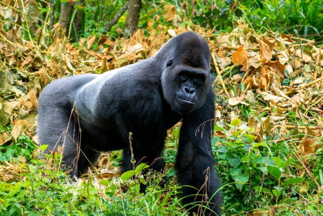 4 Days gorilla trekking Bwindi