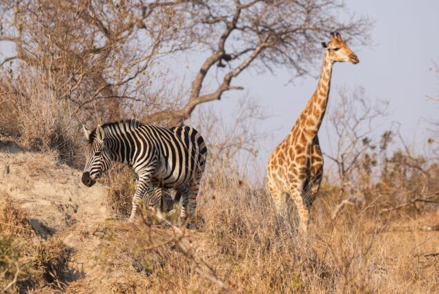 Explore Rwanda: Wildlife, Culture, and Adventure in the Land of a Thousand Hills