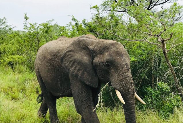 5-Day Uganda Safari Adventure