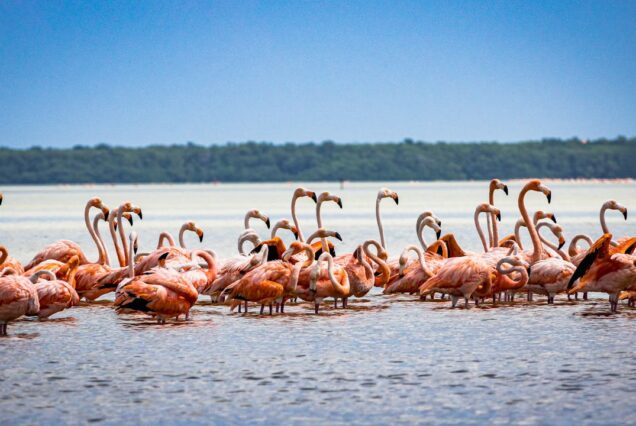 6 Nights Samburu, Lake Nakuru, Masai Mara and Lake Naivasha safari