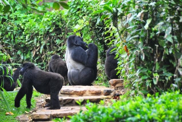 5 DAY GORILLA TREKKING IN UGANDA