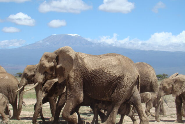 Safari clásico de 6 días por Kenia: Masai Mara, Lago Nakuru y Amboseli