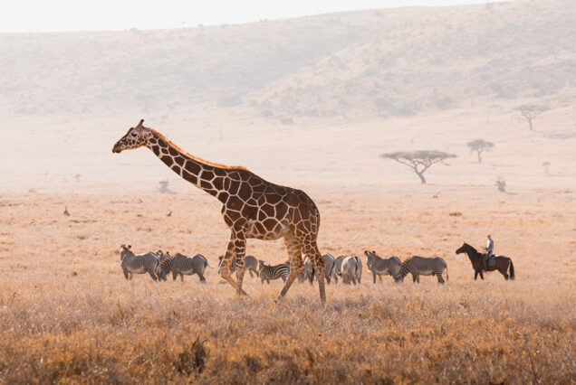 Safari de 3 días en Lewa Conservancy