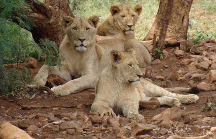 pexels-gary-whyte-228069-724626