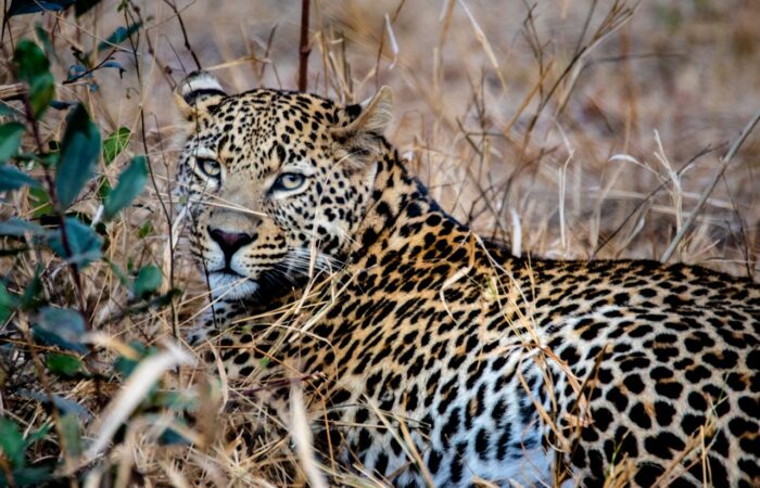 pexels-magda-ehlers-pexels-1319504