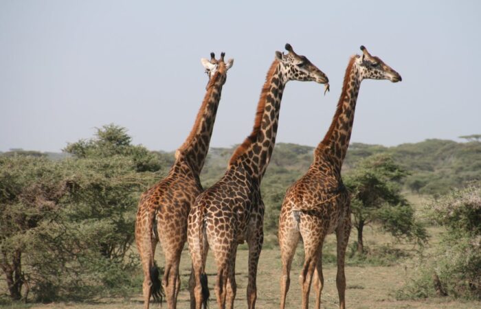 pexels-pixabay-259554