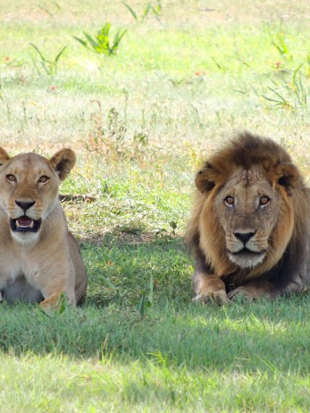 Safari Safari